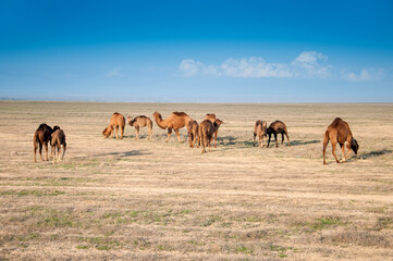 Fototapeta na wymiar Camels on the way are looking for fresh grass to eat, graze in the steppes, heat, drought, Kazakhstani steppes.