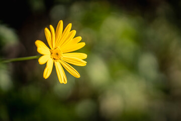 yellow daisy flower