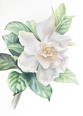 White blooming magnolia. Watercolor drawing on a white background for prints and postcards.