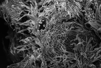 SEM microscopic image of a flower