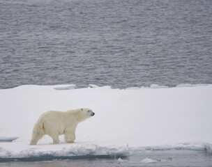 Polarbear on pack ice