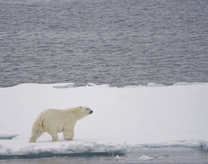 Polarbear on pack ice © Michal