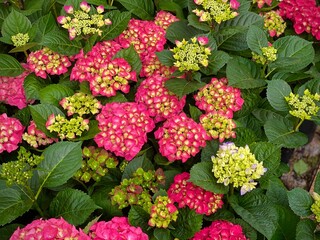 Bright pink Hydrangea macrophylla, Beautiful bush of penny mac, Blooming hydrangea close-up. Lush flowering hortensia.