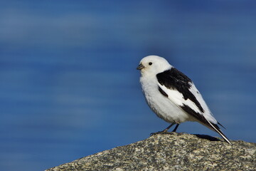 Snow bunting