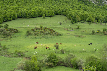 Fototapeta na wymiar Horses grazing in green pastures