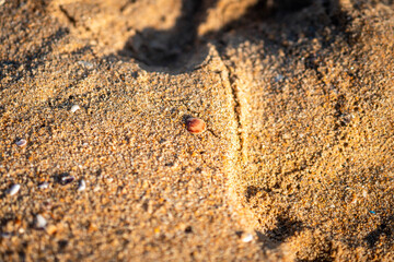 Shell and sand