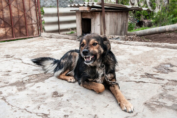 A dog on a chain guards the territory. The dog lives in captivity, suffers from inhumane treatment...