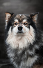 Portrait of Finnish Lapphund dog