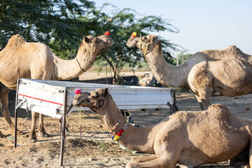 Fototapeta premium Portrait of Camel at fair ground at Pushkar during fair for trading. Selective focus on camel.