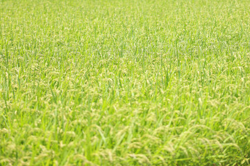 滋賀観光　琵琶湖側の田圃風景