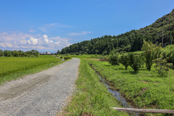 Fototapeta na wymiar 滋賀観光　琵琶湖側の田圃風景