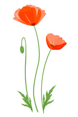 Red poppy flowers with bud at different stages of flowering isolated illustration, composition for bouquet of wildflowers, illustration of common poppy