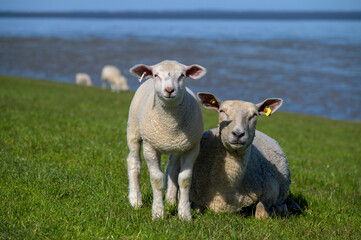 Schafe am Nordseestrand