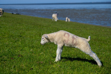 Obraz premium Schafe am Nordseestrand