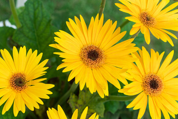yellow flowers in green leaves background