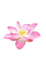 Fototapeta na wymiar pink flower lotus beautiful isolated on white background