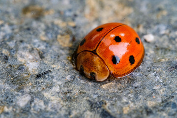 Ladybug on stone