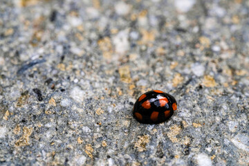 Black Lady bug