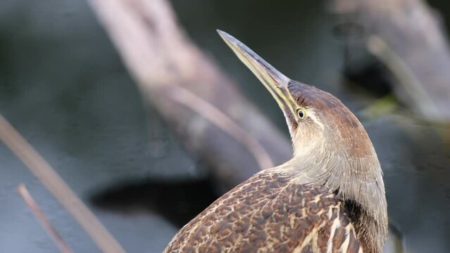 Least Bittern at the Alligator River National Wildlife Refuge, medium shot
