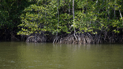 Mangrove forests growing in the tidal strip of sea coasts and estuaries of rivers