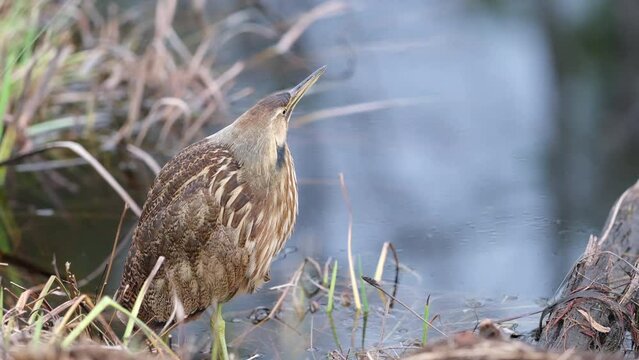 Least bittern wading in water, Alligator River National Wildlife Refuge