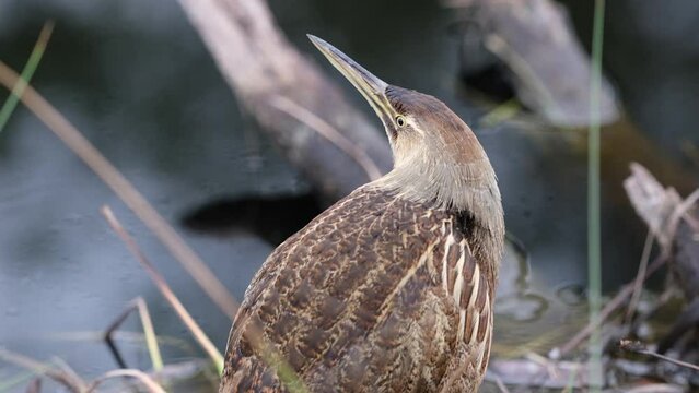 Medium shot of least bittern at Alligator River National Wildlife Refuge