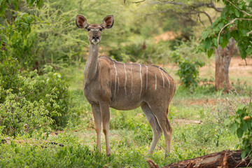 Greater kudu female - Tragelaphus strepsiceros with green background. Photo from Kruger National Park in South Africa.