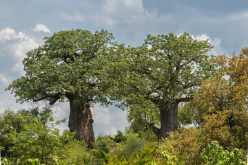 The lanscape with two african baobabs - Adansonia digitata at Kruger National Park in. South Africa.