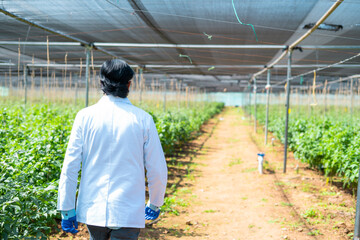 Back view shot of agro scientist seeing around at greenhouse - concept of occupation, surveillance...