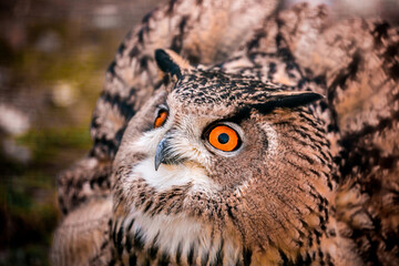 A wild owl sits in the forest. The look of an owl, the observation of a night hunter, the wisdom of a predator.