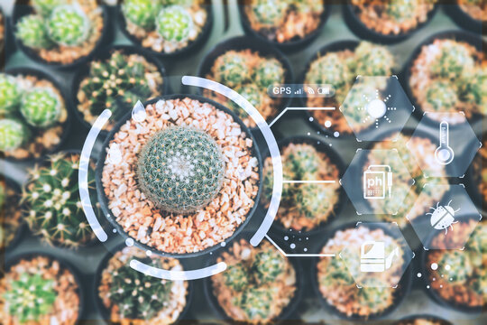 Planting technology, Home and garden decoration with cactus.