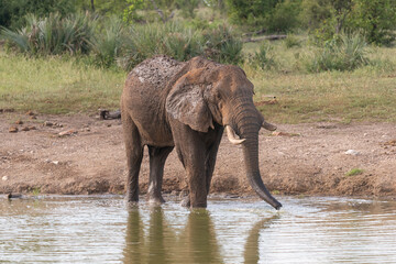 African savanna elephant - Loxodonta africana - African savanna elephant drinking water at Kruger National Park in South Africa.