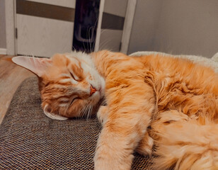 Beautiful orange maincoon cat sleeping on the couch at home