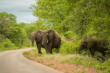 Naklejka na ściany i meble The herd of African bush elephants - Loxodonta africana - African savanna elephants entering the road close to Punda Maria at Kruger National Park in South Africa.