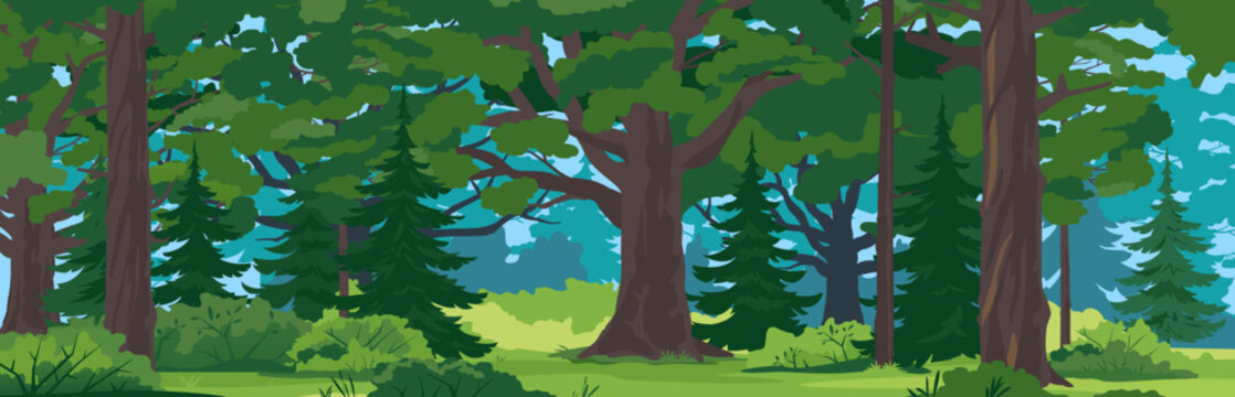 Wild forest with big oak trees, spruce trees and bushes in front view, tourist route through the dense spruce forest in summer sunny day nature landscape background, panorama of European forest