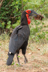 Southern ground hornbill - Bucorvus leadbeateri walking on road with dried leaves in beak. Photo from Kruger National Park in South Africa.