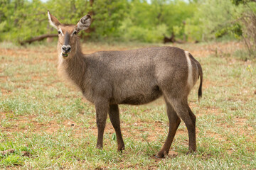 Waterbuck - Kobus ellipsiprymnus with green vegatation in background. Photo from Kruger National Park in South Afrcia.	