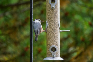 great spotted woodpecker on a feeder