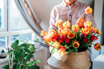 Fototapeta No face woman taking flower from bunch of fresh tulips in wicker basket at home. Making spring bouquet. Woman arranges bouquet of tulips at home. Flowers delivery. Soft selective focus. Copy space. obraz