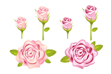 A set of pink and cream roses.Details and design elements.Vector illustration isolated on a white background.