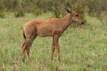 Common tsessebe or sassaby - Damaliscus lunatus lunatus calf walking on green grass. Photo from Kruger National Park in South Africa
