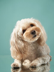  maltipoo on a blue background. curly dog in photo studio. Maltese, poodle