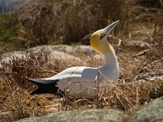 Artificial dummy decoy of an Australasian gannet Morus Serrator bird placed in Abel Tasman National Park New Zealand