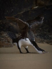Funny pose of black and white australian pied shag cormorant bird standing on sand beach in Abel Tasman New Zealand