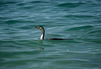 Black and white australian pied shag cormorant bird swimming in blue sea water in Abel Tasman...