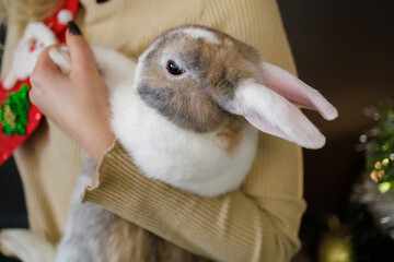 Obraz premium Cute beautiful domestic rabbit in the hands of a woman. Background with selective focus