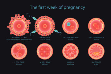 Stages of fetal development, embryo development, insemination and fertalization. Stages of development of fertile cells, diagram of folliculogenesis. - obrazy, fototapety, plakaty