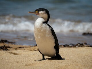 Black and white australian pied shag cormorant bird standing on sand beach in Abel Tasman National Park New Zealand