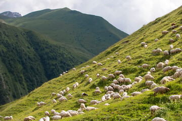 Herds of sheep graze on the slopes of the mountains. - Powered by Adobe