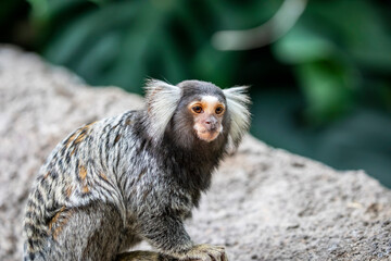 Naklejka premium The common marmoset (Callithrix jacchus) is a New World monkey. It originally lived on the northeastern coast of Brazil,